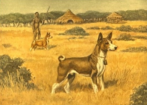 Басенджі